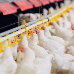 زنجیره یکپارچه تامین مرغ گوشتی